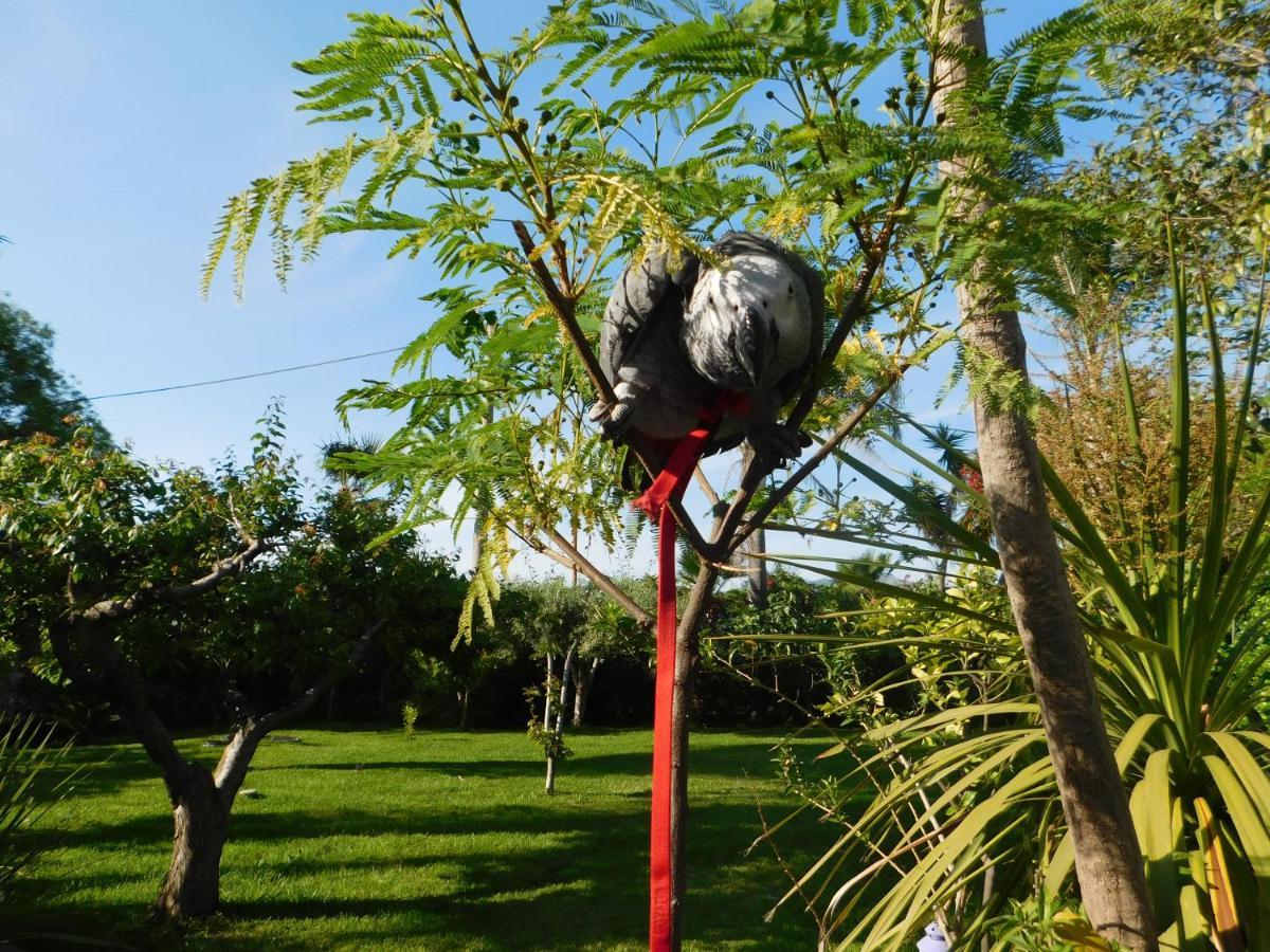 Villa Delle Vacanze Fiumefreddo di Sicilia Zewnętrze zdjęcie